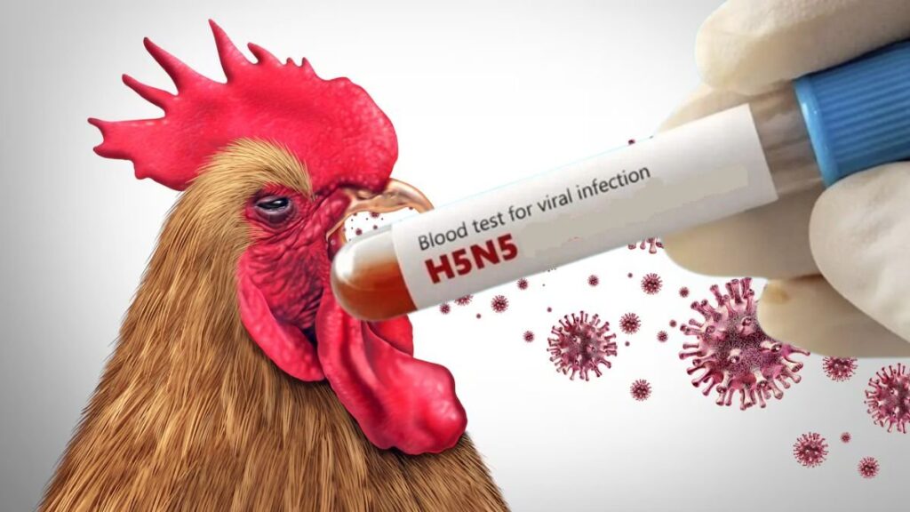 Fatal Cepa H5N5 de Gripe Aviar Causa Primera Muerte Humana en el Estado de Washington